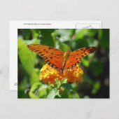 Gulf Fritillary Butterfly Briefkaart (Voorkant / Achterkant)