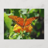Gulf Fritillary Butterfly Briefkaart (Voorkant)