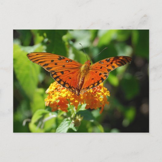 Gulf Fritillary Butterfly Briefkaart (Voorkant)