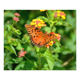 Gulf Fritillary Butterfly Foto Afdruk