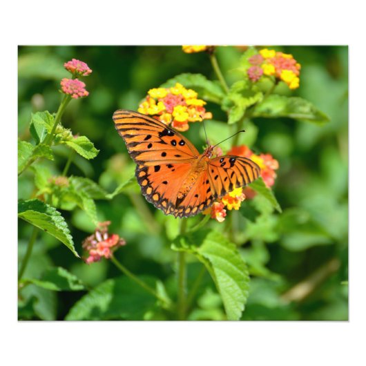 Gulf Fritillary Butterfly Foto Afdruk (Voorkant)