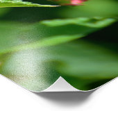 Gulf Fritillary Butterfly Foto Afdruk (Hoek)