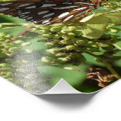 Gulf Fritillary Butterfly Foto Afdruk (Hoek)