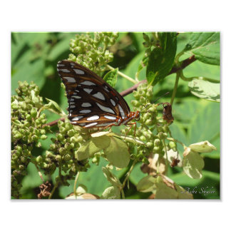 Gulf Fritillary Butterfly Foto Afdruk