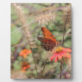 Gulf Fritillary on Zinnia Fotoplaat
