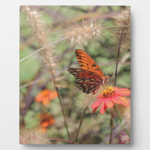 Gulf Fritillary on Zinnia Fotoplaat