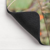 Gulf Fritillary on Zinnia Muismat (Hoek)