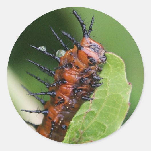 Gulf Fritillary Vlinder Caterpillar Stickers (Voorkant)