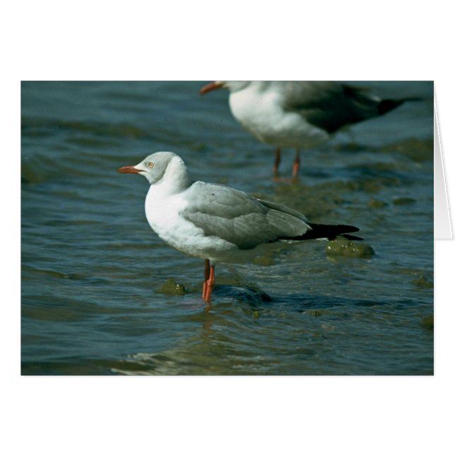 Gull (Voorkant Horizontaal)
