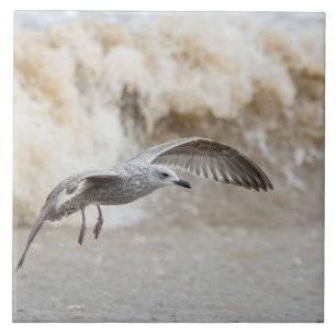 Gull Bird Flying Tegeltje