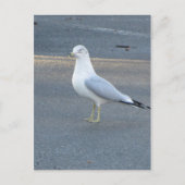 Gull Briefkaart (Voorkant)