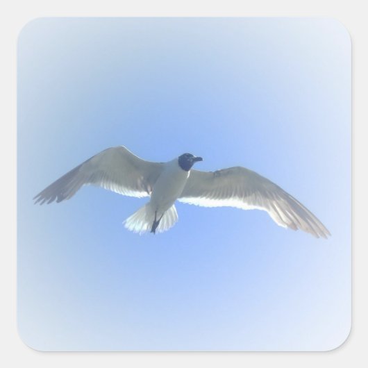 Gull in vlucht 2 Sticker (Voorkant)