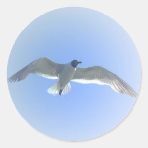 Gull in vlucht 2 Sticker