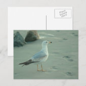 Gull maritime / carte postale (Devant / Derrière)