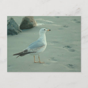 Gull maritime / carte postale
