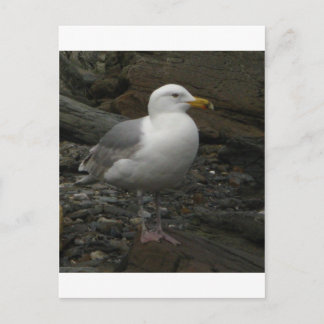 Gull on the rocks briefkaart