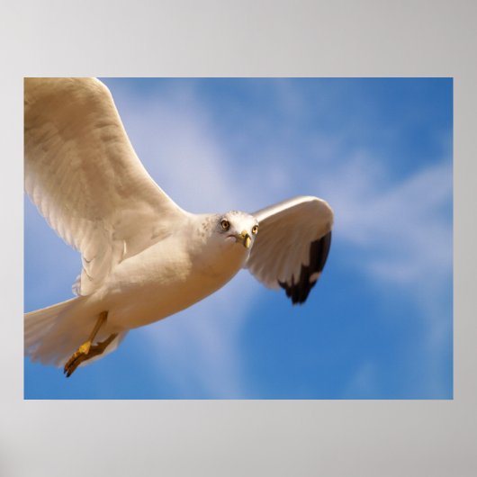 Gull Poster (Voorkant)