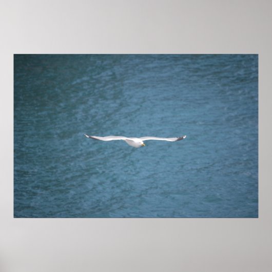 Gull Poster (Voorkant)