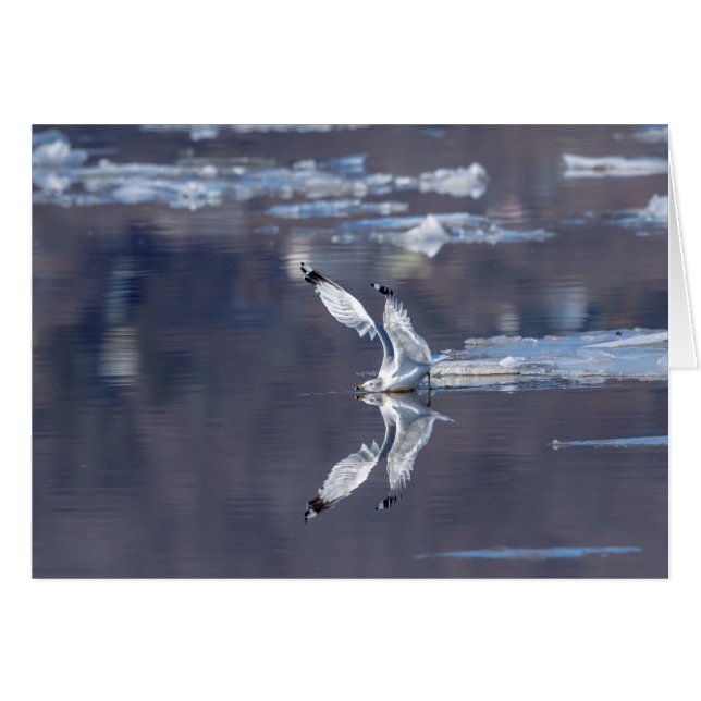 Gull Reflections (Voorkant Horizontaal)