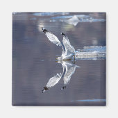 Gull Reflections Magneet (Voorkant)