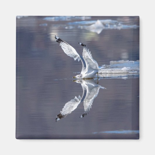 Gull Reflections Magneet (Voorkant)