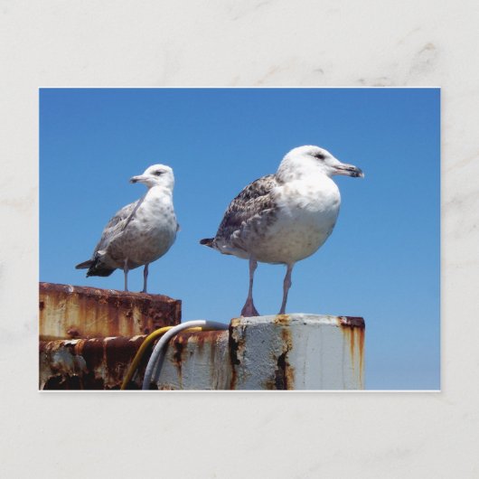 Gulls Briefkaart (Voorkant)