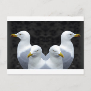 Gulls, Gulls, Gulls Briefkaart