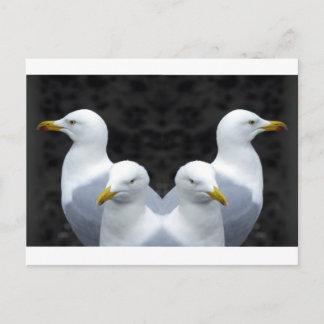 Gulls, Gulls, Gulls Briefkaart