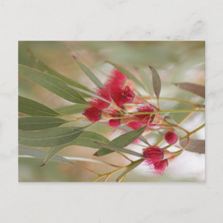 Gum Blossom Briefkaart