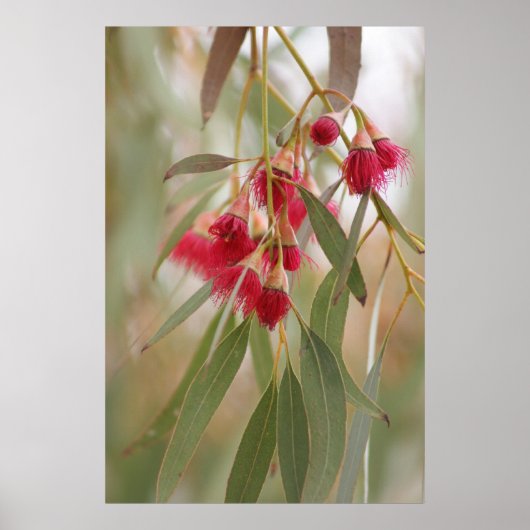 Gum Blossom Poster (Voorkant)