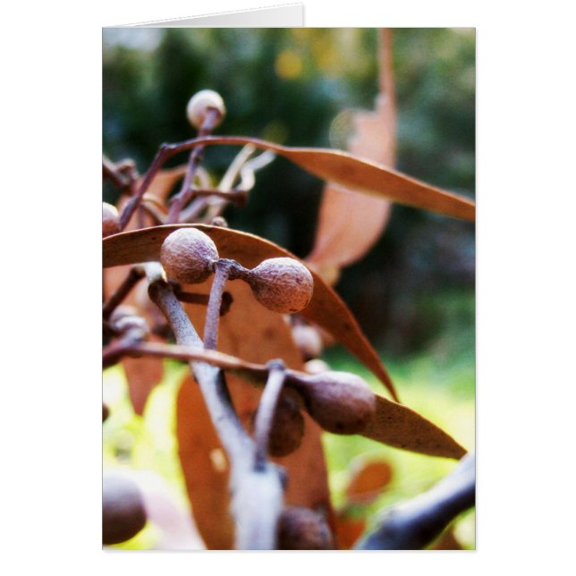 gummoerkaart (Voorkant)