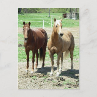 Gumpy and Limited Briefkaart
