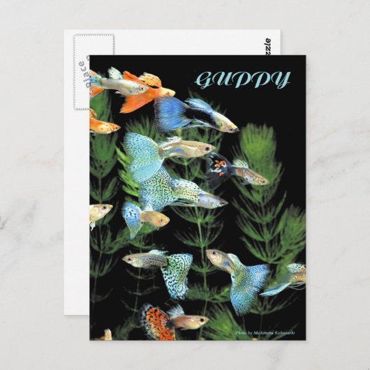 Guppies Briefkaart (Voorkant / Achterkant)