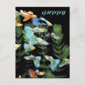 Guppies Briefkaart (Voorkant)