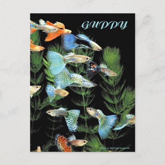 Guppies Briefkaart (Voorkant)
