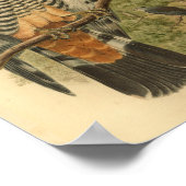 Gurney's Cuckoo Falcon Bird  Print (Hoek)