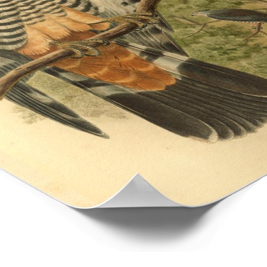 Gurney's Cuckoo Falcon Bird  Print (Hoek)