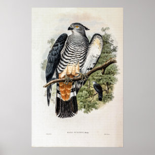 Gurney's Cuckoo-Falcon van John Gould Poster
