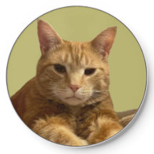 Gus Le Chargeur Sans Fil Chat