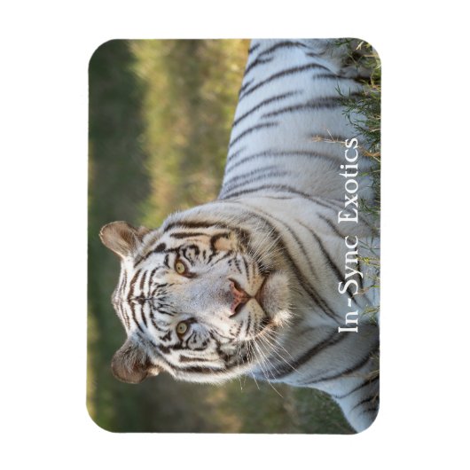 Gus - magneet (Verticaal)