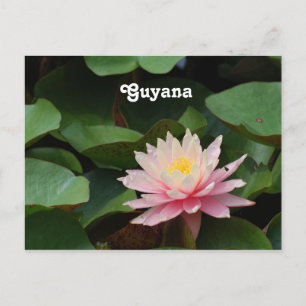 Guyana Water Lily Briefkaart
