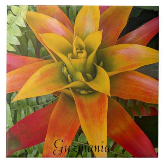 Guzmania Bromeliad Plant Floral Tegeltje (Voorkant)