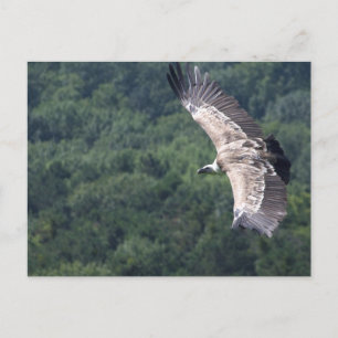 Gyps fulvus briefkaart