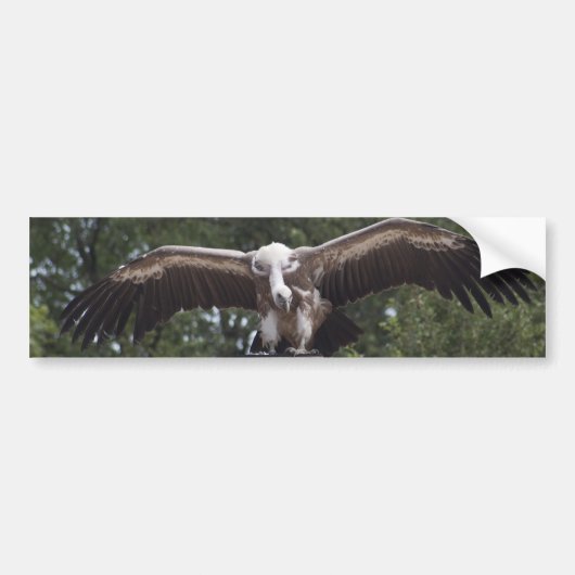 Gyps fulvus bumpersticker (Voorkant)