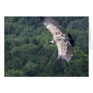 Gyps fulvus vol