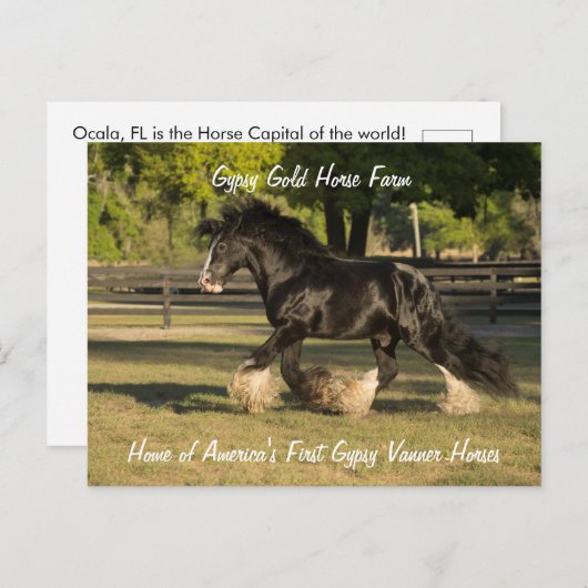 Gypsy Gold Gypsy Vanner briefkaart BB King (Voorkant / Achterkant)