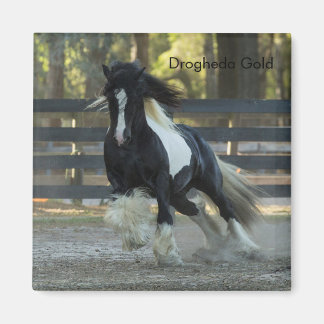 Gypsy Gold Gypsy Vanner Drogheda Gold magneet
