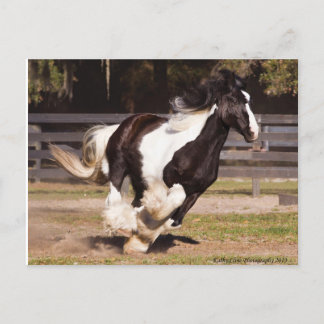 Gypsy Gold Gypsy Vanner Mare briefkaart