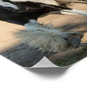 Gypsy Gold Gypsy Vanner Treasure poster (Hoek)