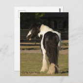 Gypsy Gypsy Vanner Le Walker Horse carte postale (Devant / Derrière)